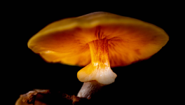 Lueur Enchantée d'un Champignon Orange