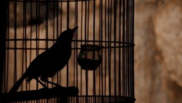 5.L'oiseau vert-de-gris