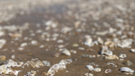 Les mots, nos coquillages