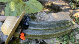 Le jardin du 3 Septembre 