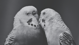 Le baiser de Giselle et Fabien