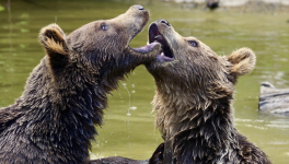 Rivaux ( LinkTober2025)