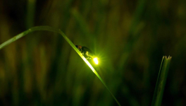 Écrire un texte avec les mots suivants :Justice, kaolin, luciole, magma, nostalgie, olympique, pantoufles, rosaire.