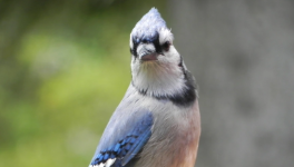 Chanter (micropoésie)