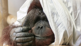 Inspirant ! Ils sauvent les derniers orangs-outans