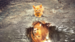 Ne vous fiez pas aux apparences...