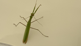 Le jardin du 4 Septembre 