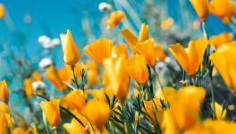 Pour vivre heureux, vivons.