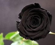 The Covidian Plot : Who are Conspirators ?