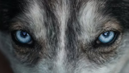 Loup