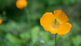L'homme a mangé la Terre ...