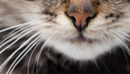 Jour numéro 1 : Moustache