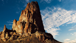 Le palmier de la fécondité