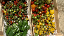 Le jardin du 23 Novembre