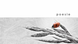 Il sole in una mano. Invito alla lettura