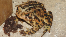 Sur la route un crapaud (chanson)