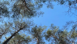 Il n'y a rien de plus beau que toi