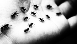 Episode 1 : Les fourmis