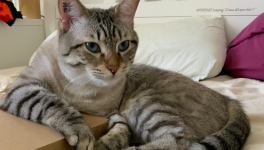 Looping - 11/07/2025