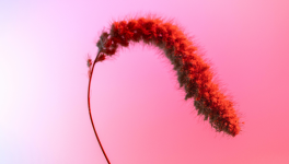 La force du profil bas