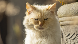 Chapitre 4/10 - Petite tête