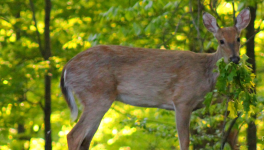 Episode 9 - Le paradis