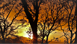 Le chant de l’arbre amazonien