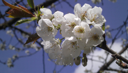 Le jardinage, c'est de l'amour
