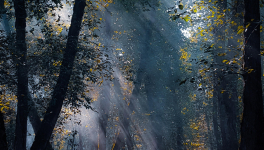 Un spectacle non payant : La Nature !Photo by Amir Kalhor on Unsplash