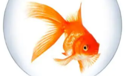 Micropoésie (poisson)