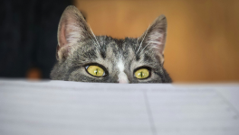 Le P'Tit Atelier - programme 2026