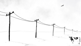 Minimal art with cow