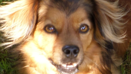 Le message de Sacha : Sécurité et confiance