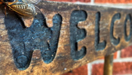 Justice Courts, Putin and Assange...