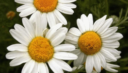 La CAMOMILLE ROMAINE