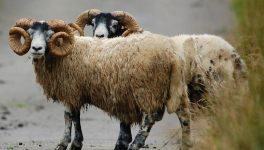 Le diable habille les anges à Holborn Head…