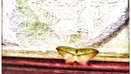 Une lueur d'espoir...