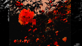 L'Affaire 'Rouge Écarlate'