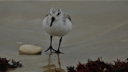 Plongée en littérature avec ou sans le masque 