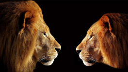 Episode 69 : Le lion est mort