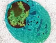 SMASH PATRIARCHY ? SMASH COVIDISM AND CORRUPTION.