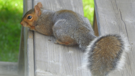 L'écureuil dans l'arbre