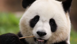 Le Panda de la République