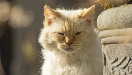 Chapitre 8/10 – Traînée jaunâtre