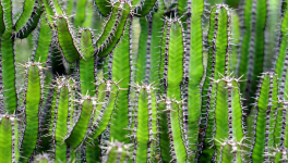 Cactus