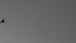 s'entremurmurer (v.)