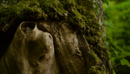 Nous les grands chênes