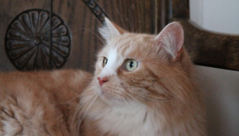 L'art d'aimer le sport en chambre