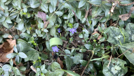 Le jardin du 21 Février 