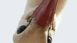 LA GEMME ET LE SOUFFLE